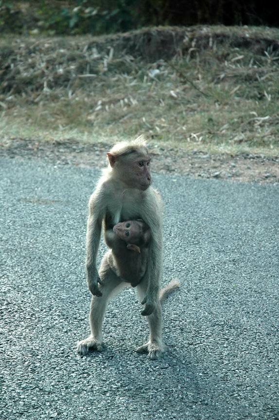 Sổ tay du lịch so tay du lich Sotaydulich Sotay Dulich Khampha Kham Pha Bui Coorg Scotland của Ấn Độ 