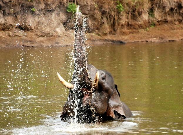 Sổ tay du lịch so tay du lich Sotaydulich Sotay Dulich Khampha Kham Pha Bui Coorg Scotland của Ấn Độ 