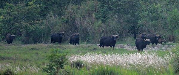 Sổ tay du lịch so tay du lich Sotaydulich Sotay Dulich Khampha Kham Pha Bui Vẻ đẹp Vườn Quốc gia Cát Tiên