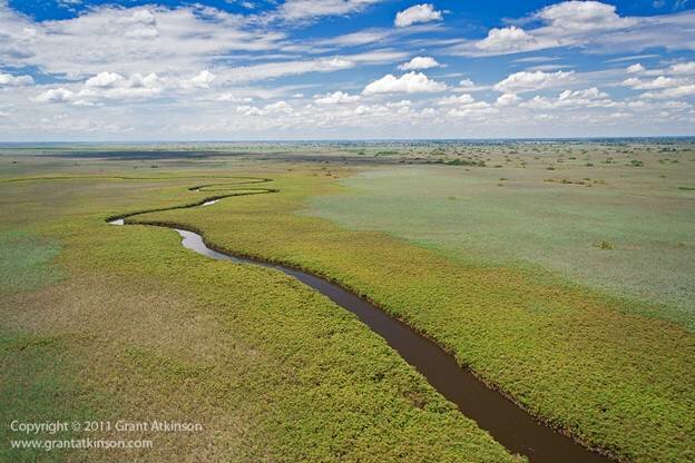 Sổ tay du lịch so tay du lich Sotaydulich Sotay Dulich Khampha Kham Pha Bui Động vật vùng đồng bằng Okavango