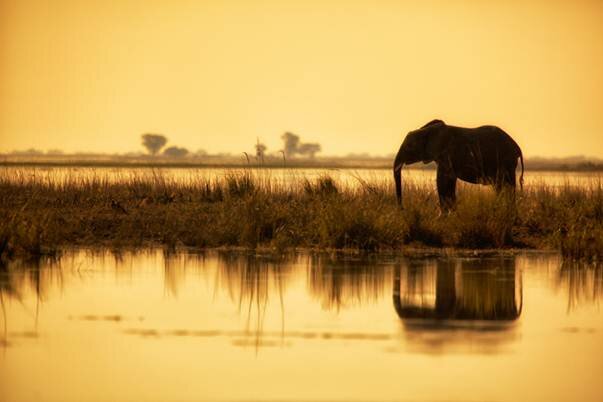 Sổ tay du lịch so tay du lich Sotaydulich Sotay Dulich Khampha Kham Pha Bui Động vật vùng đồng bằng Okavango