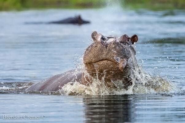 Sổ tay du lịch so tay du lich Sotaydulich Sotay Dulich Khampha Kham Pha Bui Động vật vùng đồng bằng Okavango