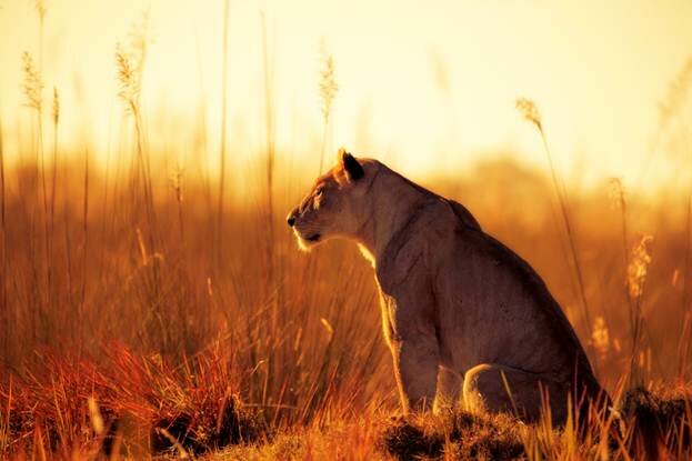 Sổ tay du lịch so tay du lich Sotaydulich Sotay Dulich Khampha Kham Pha Bui Động vật vùng đồng bằng Okavango