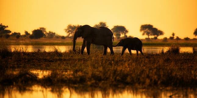 Sổ tay du lịch so tay du lich Sotaydulich Sotay Dulich Khampha Kham Pha Bui Động vật vùng đồng bằng Okavango