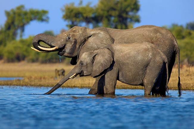 Sổ tay du lịch so tay du lich Sotaydulich Sotay Dulich Khampha Kham Pha Bui Động vật vùng đồng bằng Okavango