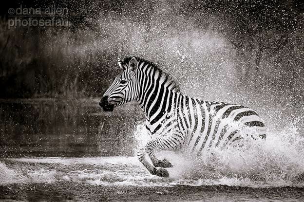 Sổ tay du lịch so tay du lich Sotaydulich Sotay Dulich Khampha Kham Pha Bui Động vật vùng đồng bằng Okavango