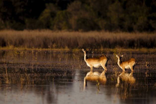 Sổ tay du lịch so tay du lich Sotaydulich Sotay Dulich Khampha Kham Pha Bui Động vật vùng đồng bằng Okavango