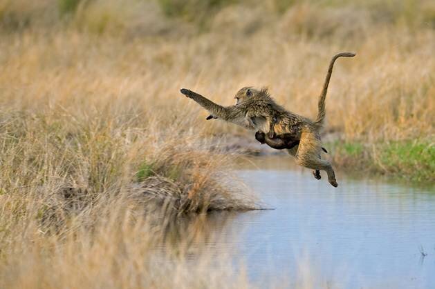 Sổ tay du lịch so tay du lich Sotaydulich Sotay Dulich Khampha Kham Pha Bui Động vật vùng đồng bằng Okavango