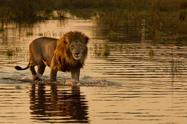 Sổ tay du lịch so tay du lich Sotaydulich Sotay Dulich Khampha Kham Pha Bui Động vật vùng đồng bằng Okavango