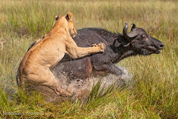 Sổ tay du lịch so tay du lich Sotaydulich Sotay Dulich Khampha Kham Pha Bui Động vật vùng đồng bằng Okavango