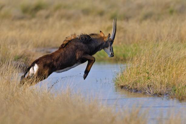 Sổ tay du lịch so tay du lich Sotaydulich Sotay Dulich Khampha Kham Pha Bui Động vật vùng đồng bằng Okavango