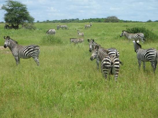 Sổ tay du lịch so tay du lich Sotaydulich Sotay Dulich Khampha Kham Pha Bui Những địa điểm du lịch Tanzania hấp dẫn nhất