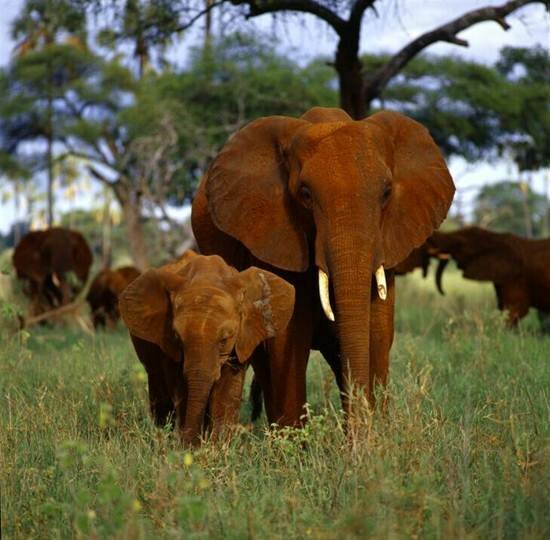 Sổ tay du lịch so tay du lich Sotaydulich Sotay Dulich Khampha Kham Pha Bui Những địa điểm du lịch Tanzania hấp dẫn nhất