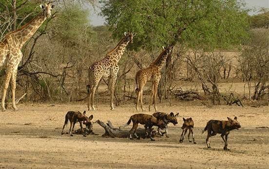 Sổ tay du lịch so tay du lich Sotaydulich Sotay Dulich Khampha Kham Pha Bui Những địa điểm du lịch Tanzania hấp dẫn nhất