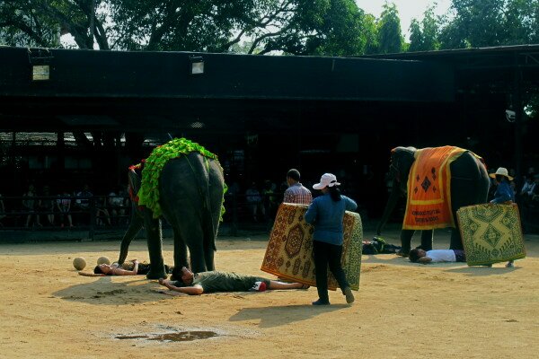 Sổ tay du lịch so tay du lich Sotaydulich Sotay Dulich Khampha Kham Pha Bui Đi Pattaya xem xiếc voi