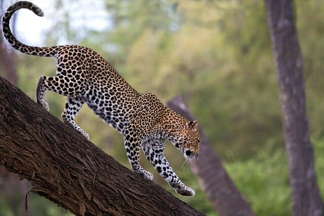 Sổ tay du lịch so tay du lich Sotaydulich Sotay Dulich Khampha Kham Pha Bui Ảnh đẹp về loài báo hoa mai Leopard