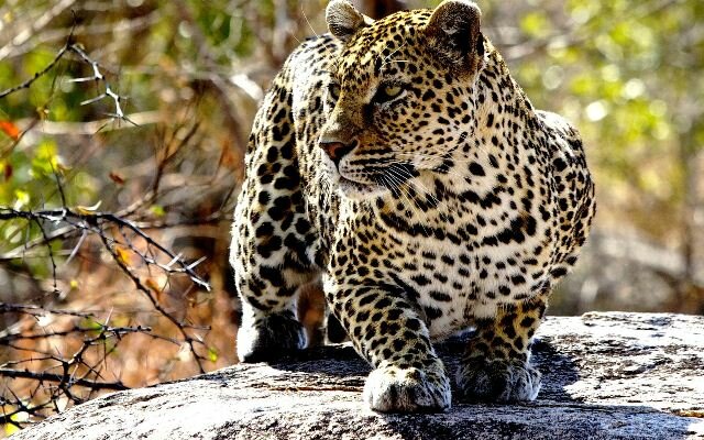 Sổ tay du lịch so tay du lich Sotaydulich Sotay Dulich Khampha Kham Pha Bui Ảnh đẹp về loài báo hoa mai Leopard