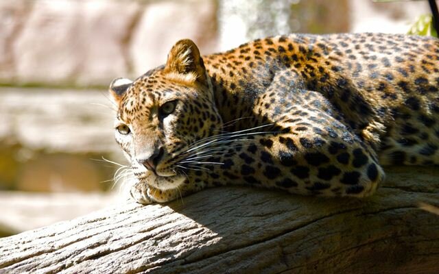 Sổ tay du lịch so tay du lich Sotaydulich Sotay Dulich Khampha Kham Pha Bui Ảnh đẹp về loài báo hoa mai Leopard