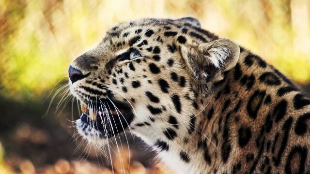 Sổ tay du lịch so tay du lich Sotaydulich Sotay Dulich Khampha Kham Pha Bui Ảnh đẹp về loài báo hoa mai Leopard