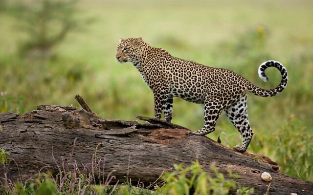 Sổ tay du lịch so tay du lich Sotaydulich Sotay Dulich Khampha Kham Pha Bui Ảnh đẹp về loài báo hoa mai Leopard