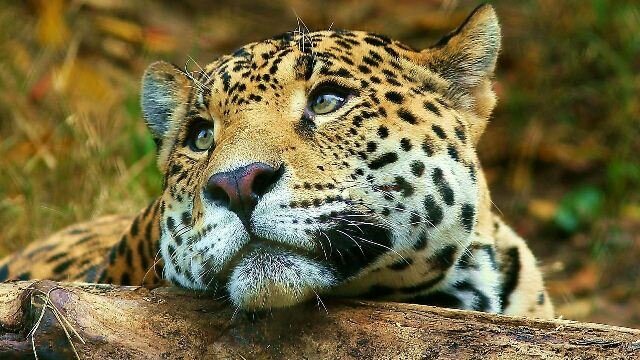 Sổ tay du lịch so tay du lich Sotaydulich Sotay Dulich Khampha Kham Pha Bui Ảnh đẹp về loài báo hoa mai Leopard