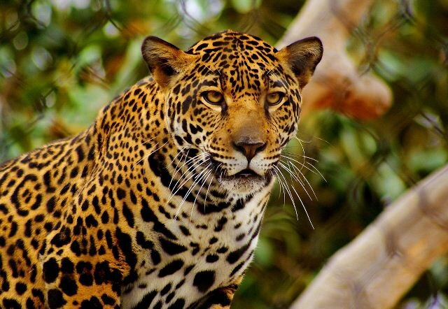 Sổ tay du lịch so tay du lich Sotaydulich Sotay Dulich Khampha Kham Pha Bui Ảnh đẹp về loài báo hoa mai Leopard