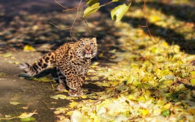 Sổ tay du lịch so tay du lich Sotaydulich Sotay Dulich Khampha Kham Pha Bui Ảnh đẹp về loài báo hoa mai Leopard