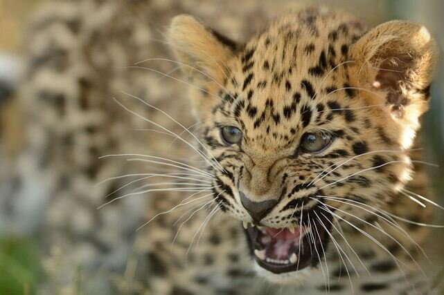 Sổ tay du lịch so tay du lich Sotaydulich Sotay Dulich Khampha Kham Pha Bui Ảnh đẹp về loài báo hoa mai Leopard