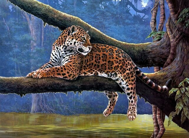 Sổ tay du lịch so tay du lich Sotaydulich Sotay Dulich Khampha Kham Pha Bui Ảnh đẹp về loài báo hoa mai Leopard