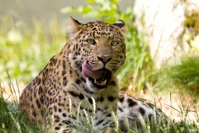 Sổ tay du lịch so tay du lich Sotaydulich Sotay Dulich Khampha Kham Pha Bui Ảnh đẹp về loài báo hoa mai Leopard