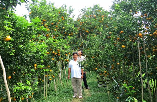 Sổ tay du lịch so tay du lich Sotaydulich Sotay Dulich Khampha Kham Pha Bui Lai Vung vương quốc quýt hồng