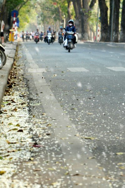 Sổ tay du lịch so tay du lich Sotaydulich Sotay Dulich Khampha Kham Pha Bui Ngắm hoa sưa nở trắng trên phố phường Hà Nội