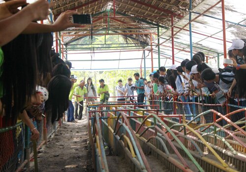 Sổ tay du lịch so tay du lich Sotaydulich Sotay Dulich Khampha Kham Pha Bui Xem đua heo ở Củ Chi