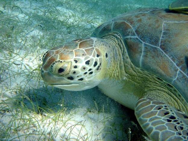 Sổ tay du lịch so tay du lich Sotaydulich Sotay Dulich Khampha Kham Pha Bui Ngắm rùa biển ở khu bảo tồn Công viên quốc gia Virgin Islands