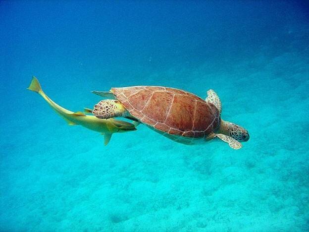 Sổ tay du lịch so tay du lich Sotaydulich Sotay Dulich Khampha Kham Pha Bui Ngắm rùa biển ở khu bảo tồn Công viên quốc gia Virgin Islands