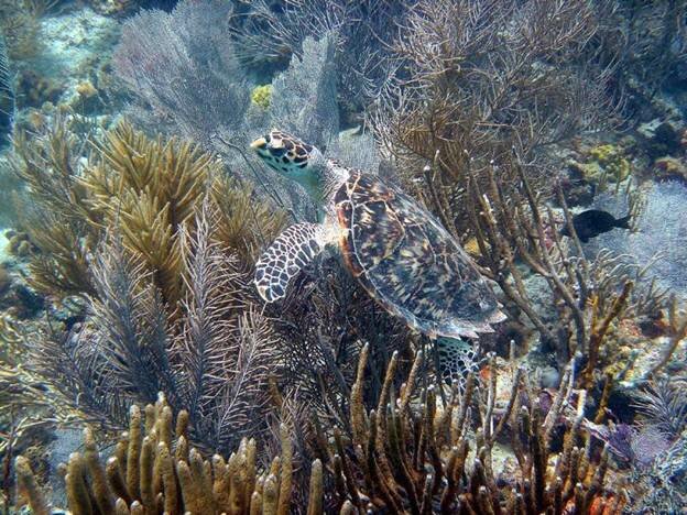 Sổ tay du lịch so tay du lich Sotaydulich Sotay Dulich Khampha Kham Pha Bui Ngắm rùa biển ở khu bảo tồn Công viên quốc gia Virgin Islands