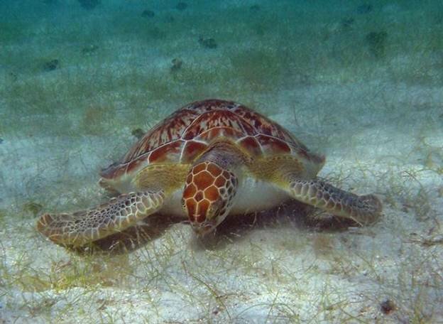 Sổ tay du lịch so tay du lich Sotaydulich Sotay Dulich Khampha Kham Pha Bui Ngắm rùa biển ở khu bảo tồn Công viên quốc gia Virgin Islands