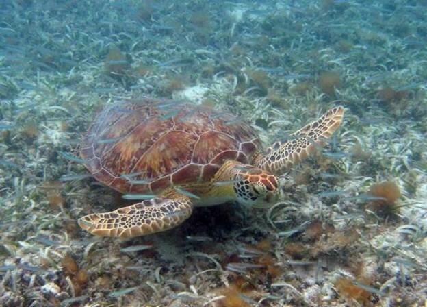 Sổ tay du lịch so tay du lich Sotaydulich Sotay Dulich Khampha Kham Pha Bui Ngắm rùa biển ở khu bảo tồn Công viên quốc gia Virgin Islands