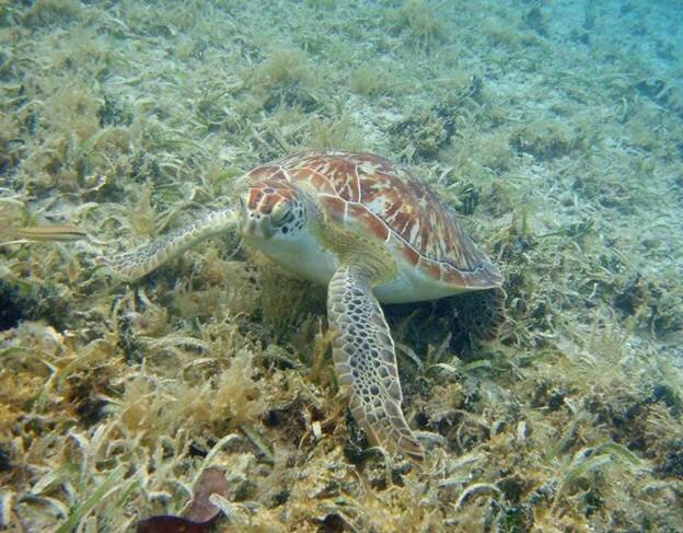 Sổ tay du lịch so tay du lich Sotaydulich Sotay Dulich Khampha Kham Pha Bui Ngắm rùa biển ở khu bảo tồn Công viên quốc gia Virgin Islands