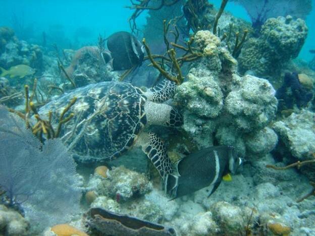 Sổ tay du lịch so tay du lich Sotaydulich Sotay Dulich Khampha Kham Pha Bui Ngắm rùa biển ở khu bảo tồn Công viên quốc gia Virgin Islands