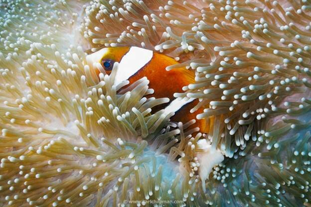 Sổ tay du lịch so tay du lich Sotaydulich Sotay Dulich Khampha Kham Pha Bui Hình ảnh đẹp về dãi san hô Great Barrier