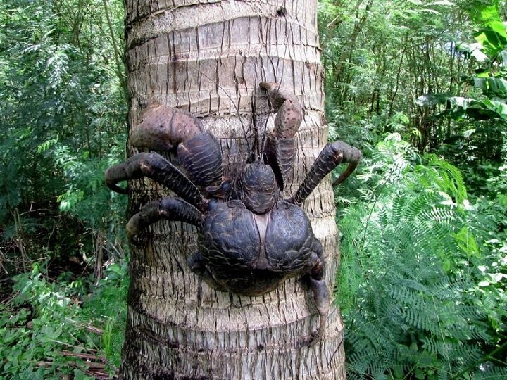 Sổ tay du lịch so tay du lich Sotaydulich Sotay Dulich Khampha Kham Pha Bui Coconut crab Cua dừa khổng lồ