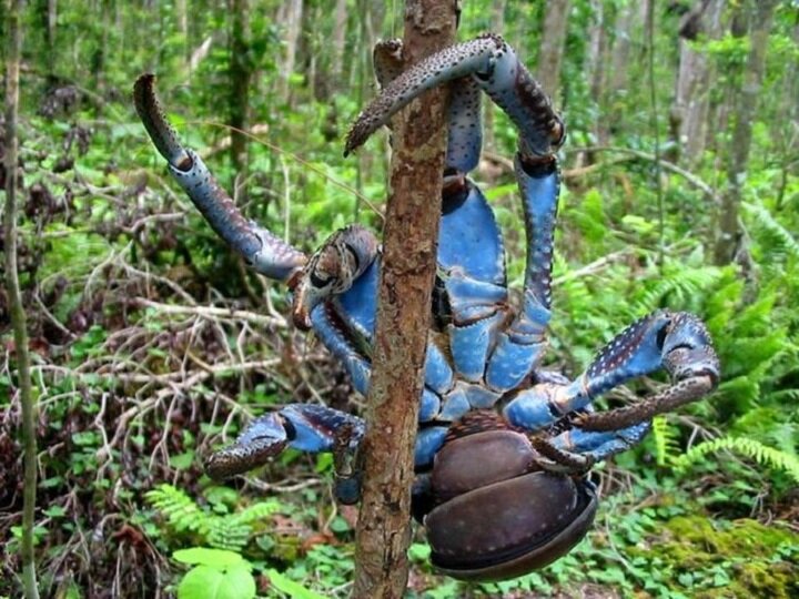 Sổ tay du lịch so tay du lich Sotaydulich Sotay Dulich Khampha Kham Pha Bui Coconut crab Cua dừa khổng lồ