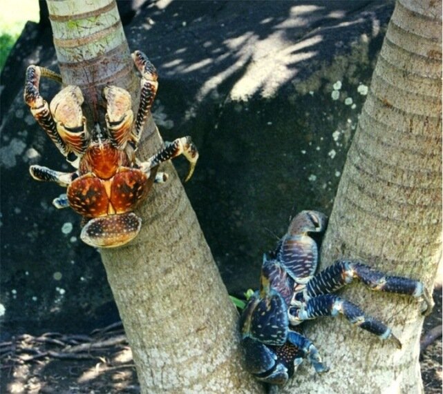 Sổ tay du lịch so tay du lich Sotaydulich Sotay Dulich Khampha Kham Pha Bui Coconut crab Cua dừa khổng lồ