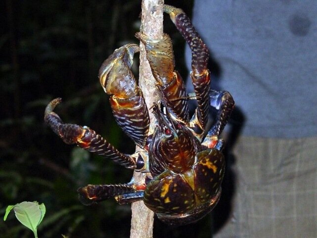 Sổ tay du lịch so tay du lich Sotaydulich Sotay Dulich Khampha Kham Pha Bui Coconut crab Cua dừa khổng lồ