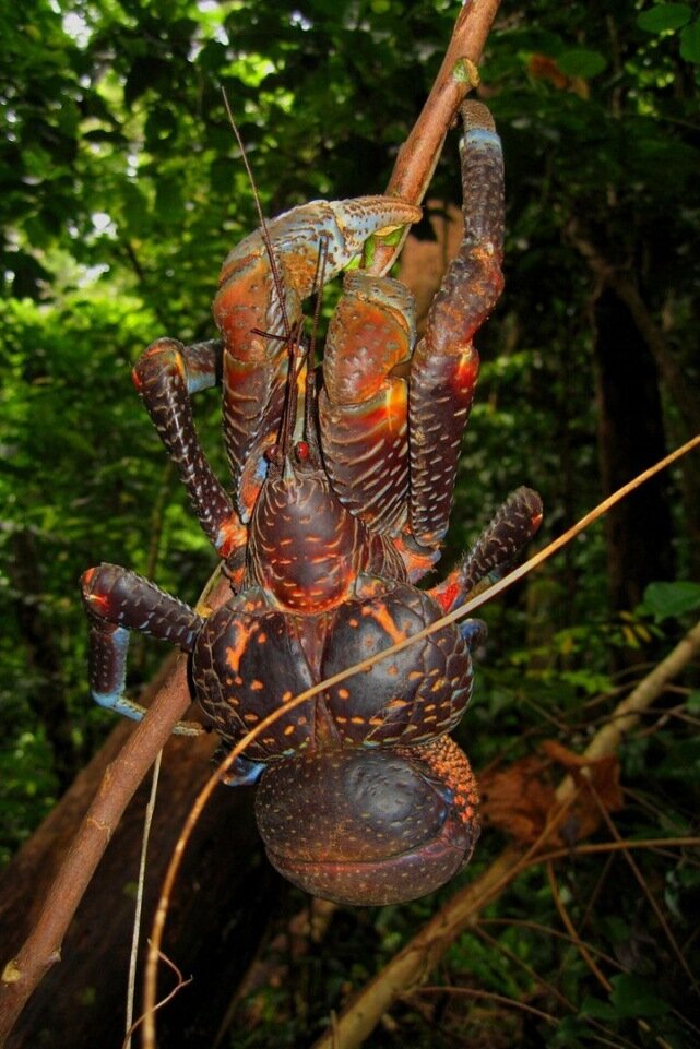 Sổ tay du lịch so tay du lich Sotaydulich Sotay Dulich Khampha Kham Pha Bui Coconut crab Cua dừa khổng lồ