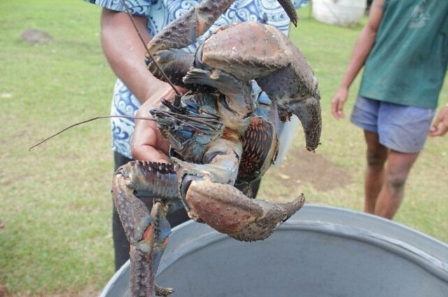 Sổ tay du lịch so tay du lich Sotaydulich Sotay Dulich Khampha Kham Pha Bui Coconut crab Cua dừa khổng lồ