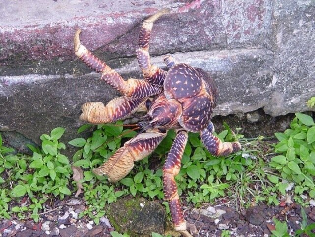 Sổ tay du lịch so tay du lich Sotaydulich Sotay Dulich Khampha Kham Pha Bui Coconut crab Cua dừa khổng lồ