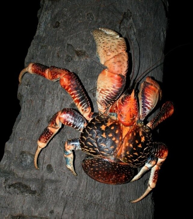 Sổ tay du lịch so tay du lich Sotaydulich Sotay Dulich Khampha Kham Pha Bui Coconut crab Cua dừa khổng lồ