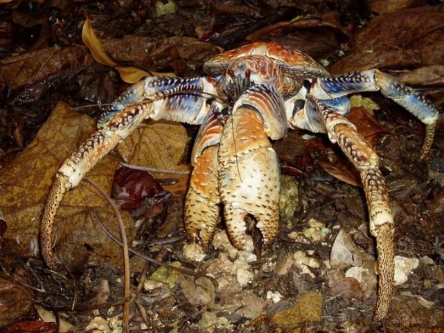 Sổ tay du lịch so tay du lich Sotaydulich Sotay Dulich Khampha Kham Pha Bui Coconut crab Cua dừa khổng lồ